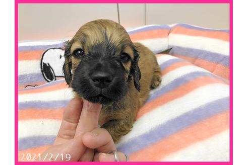 成約済の千葉県のカニンヘンダックスフンド(ロングヘアード)-120339の8枚目